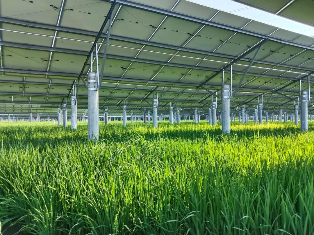 AgriSolar Field